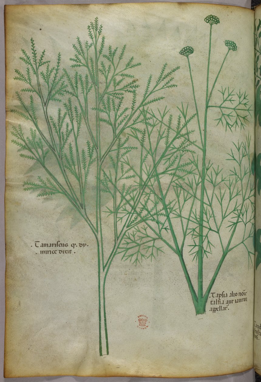 Ilustración botánica, c.1440 (tinta y color sobre vitela) de Italian School