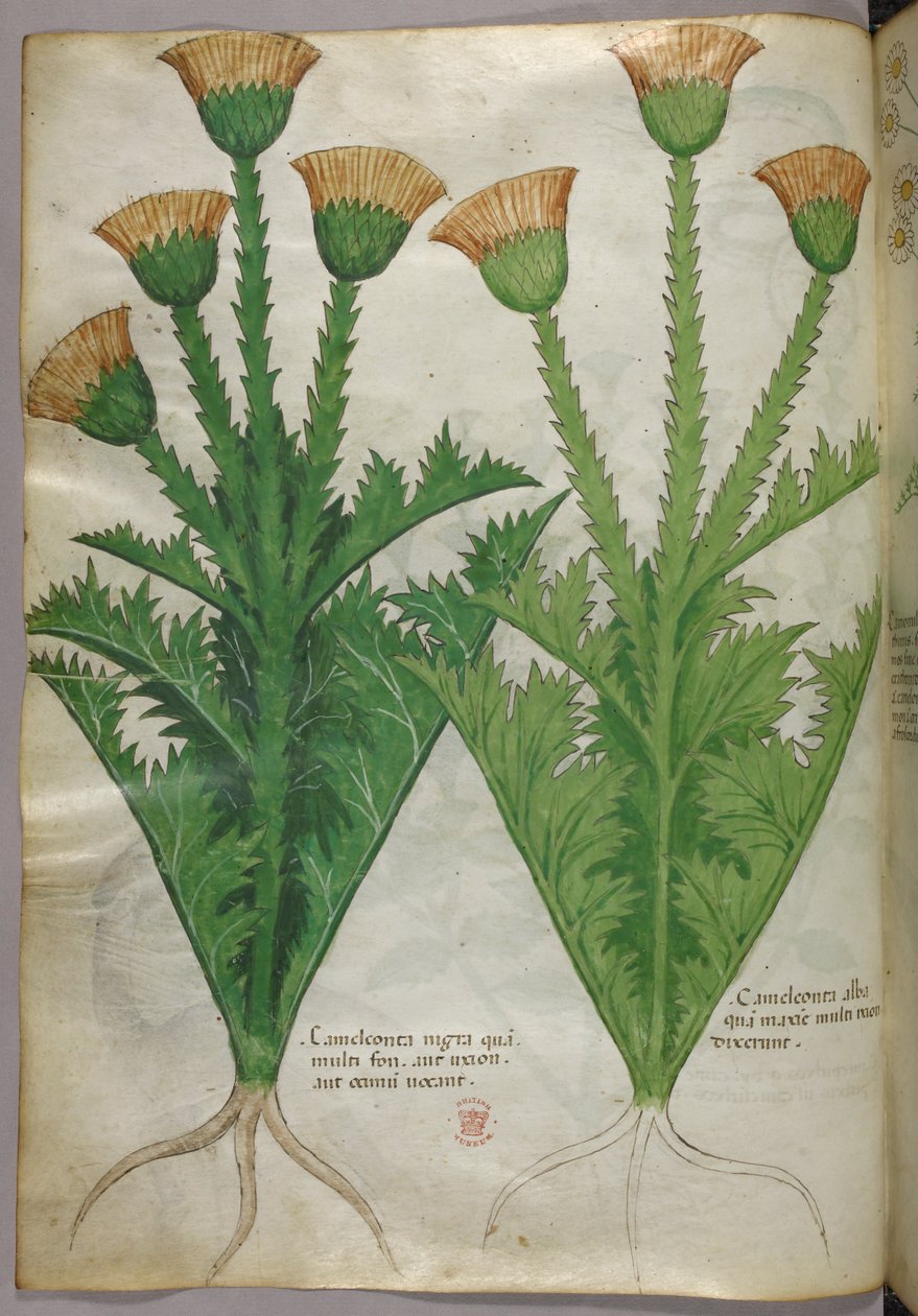 Ilustración botánica, c.1440 (tinta y color sobre vitela) de Italian School