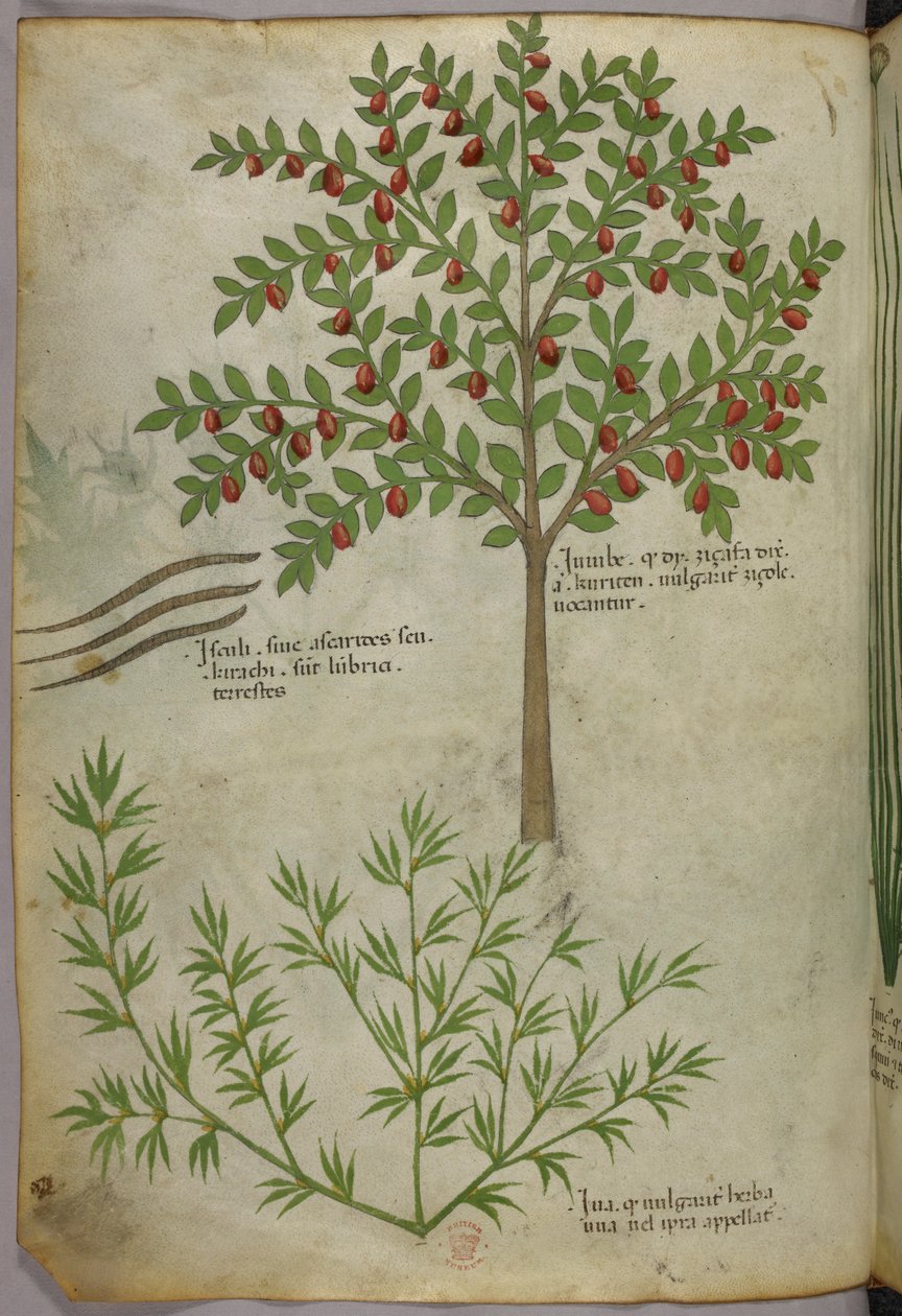 Ilustración botánica, c.1440 (tinta y color sobre vitela) de Italian School