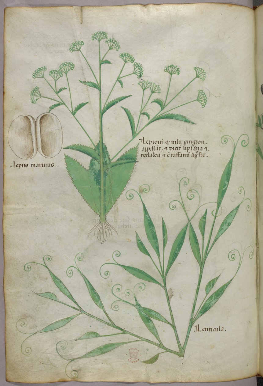 Ilustración botánica, c.1440 (tinta y color sobre vitela) de Italian School