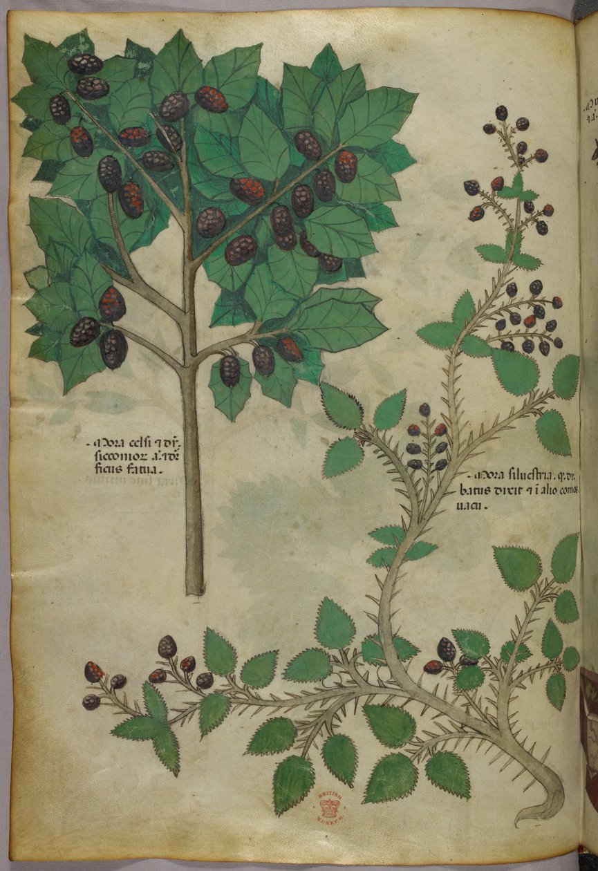 Ilustración botánica, c.1440 (tinta y color sobre vitela) de Italian School