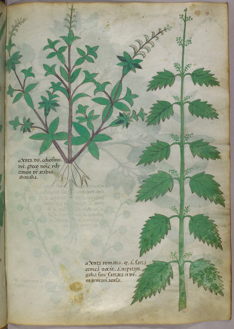Ilustración botánica, c.1440 (tinta y color sobre vitela) de Italian School