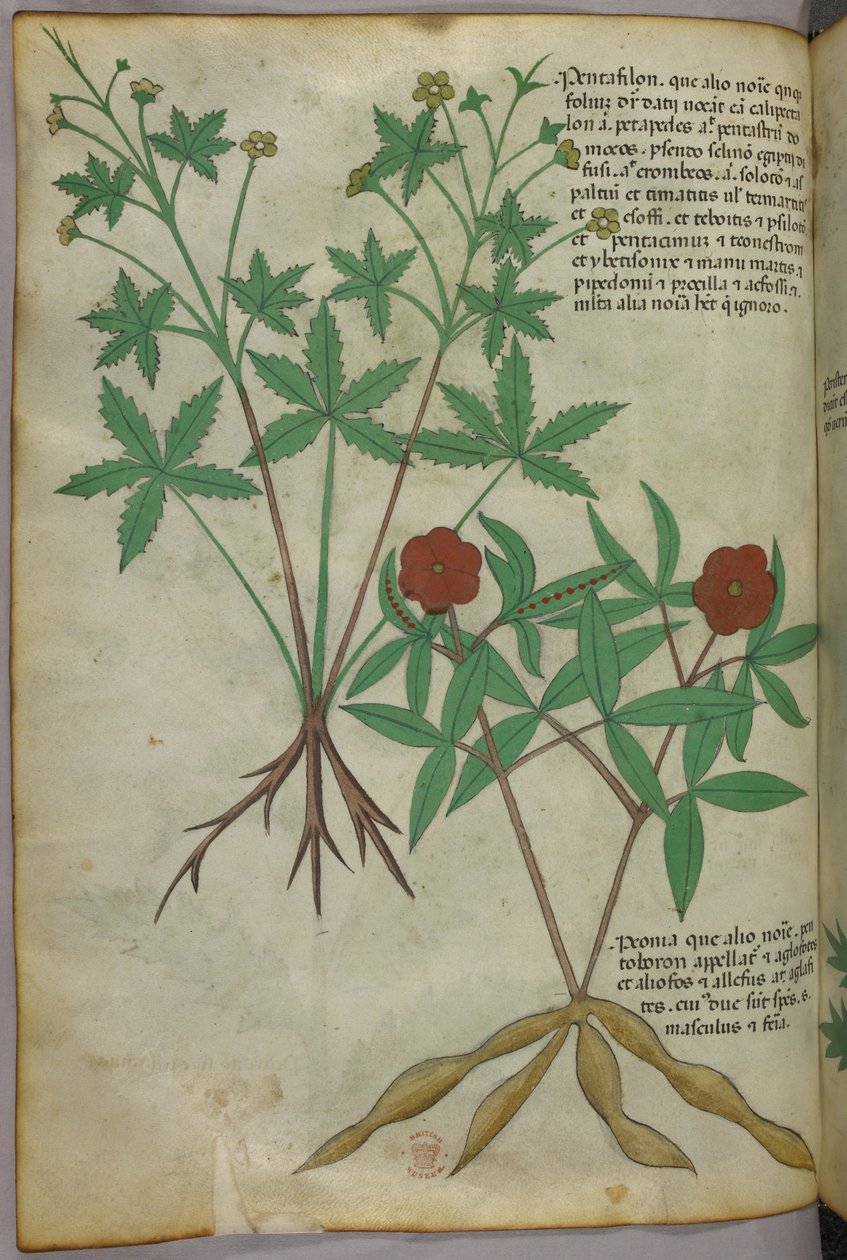 Ilustración botánica, c.1440 (tinta y color sobre vitela) de Italian School