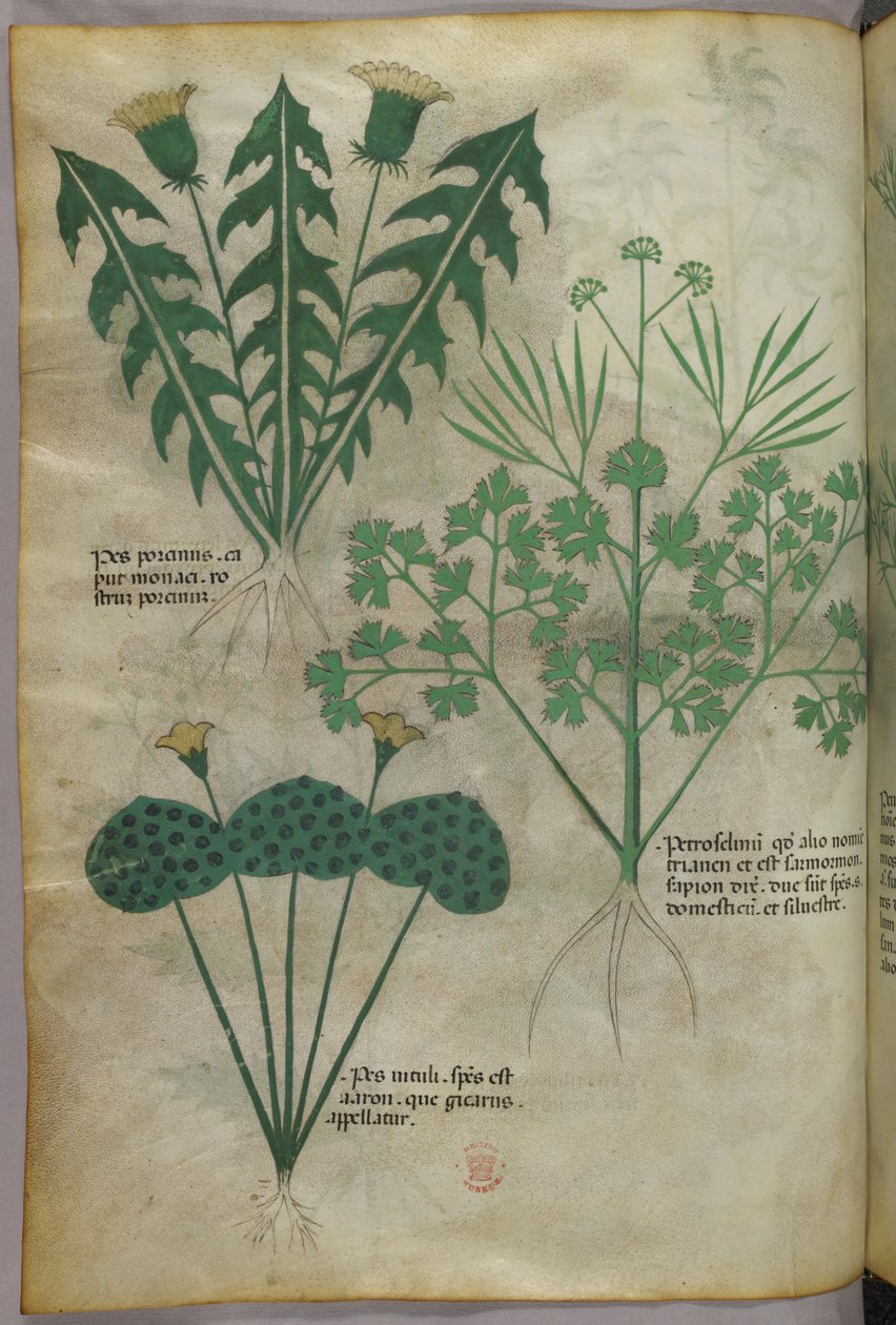 Ilustración botánica, c.1440 (tinta y color sobre vitela) de Italian School