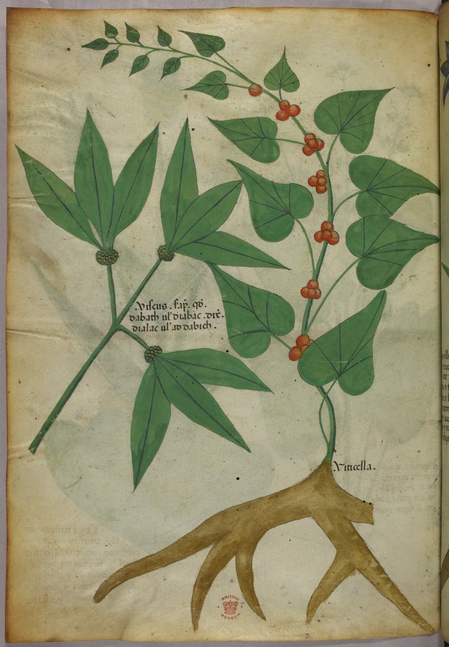 Ilustración botánica, c.1440 (tinta y color sobre vitela) de Italian School