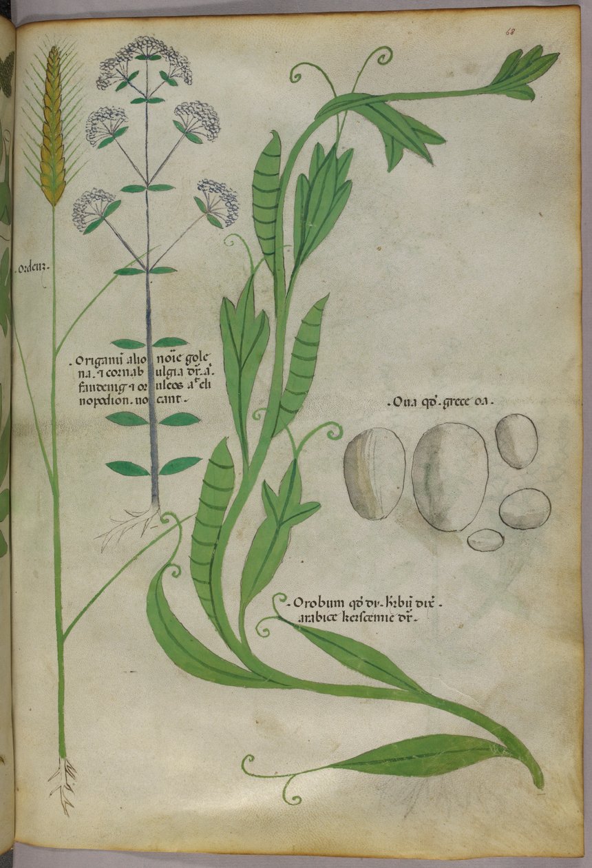Ilustración botánica, c.1440 (tinta y color sobre vitela) de Italian School