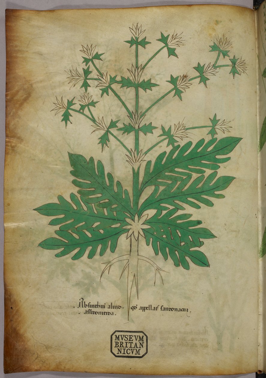 Ilustración botánica, c.1440 (tinta y color sobre vitela) de Italian School