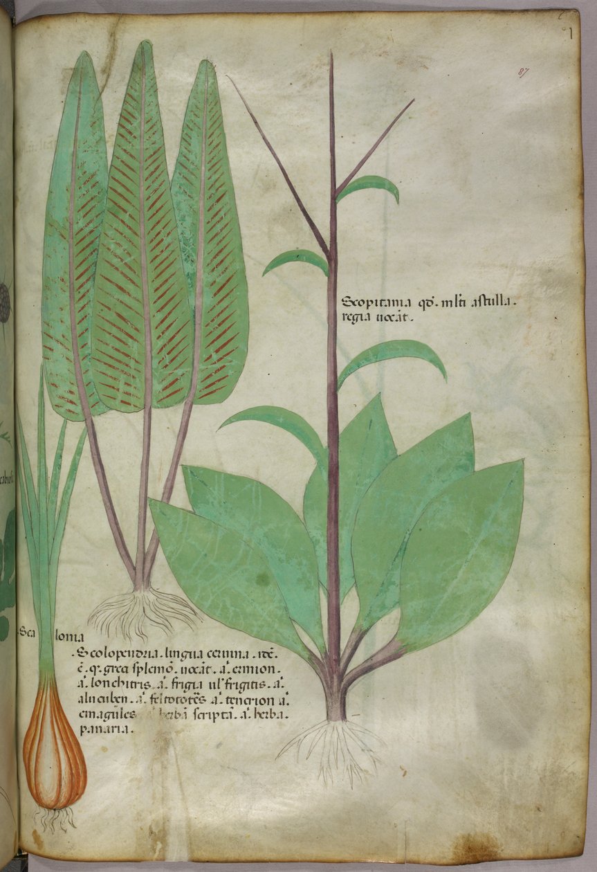 Ilustración botánica, c.1440 (tinta y color sobre vitela) de Italian School