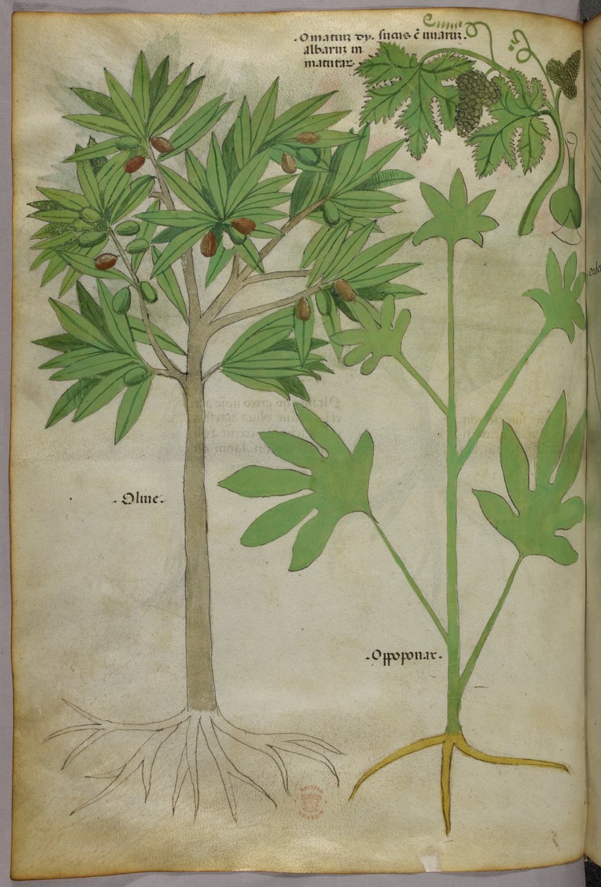 Ilustración botánica, c.1440 (tinta y color sobre vitela) de Italian School