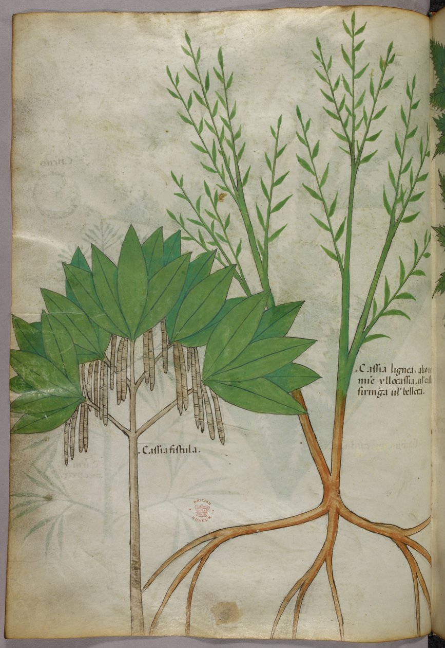 Ilustración botánica, c.1440 (tinta y color sobre vitela) de Italian School