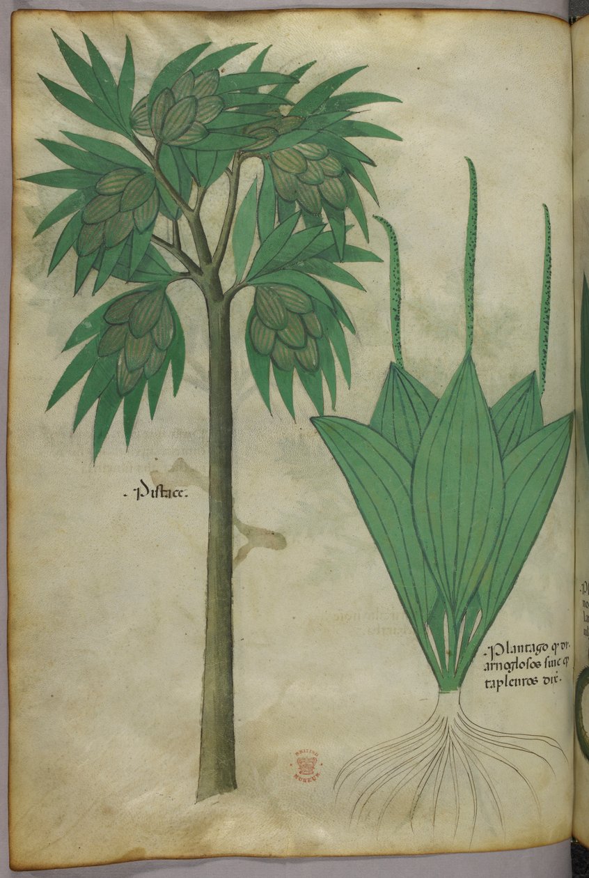 Ilustración botánica, c.1440 (tinta y color sobre vitela) de Italian School