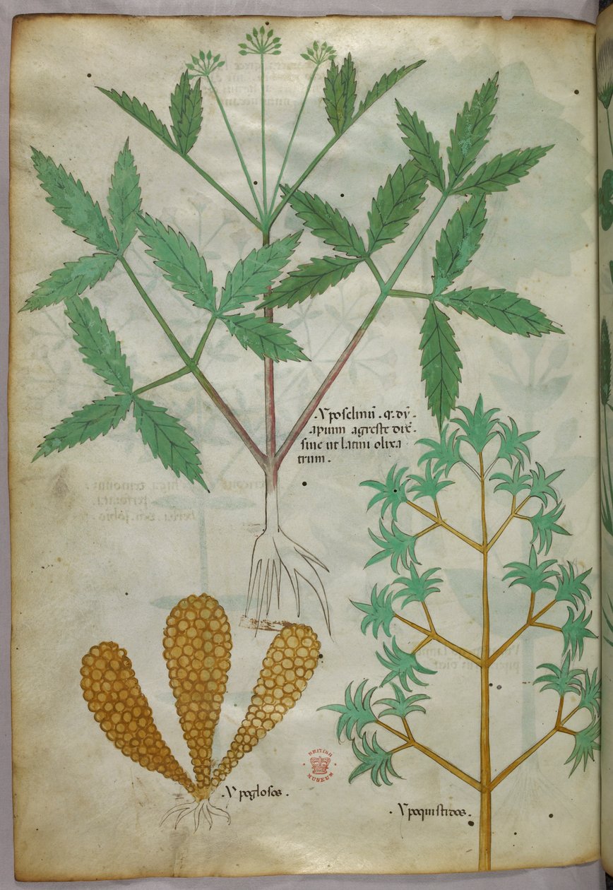Ilustración botánica, c.1440 (tinta y color sobre vitela) de Italian School