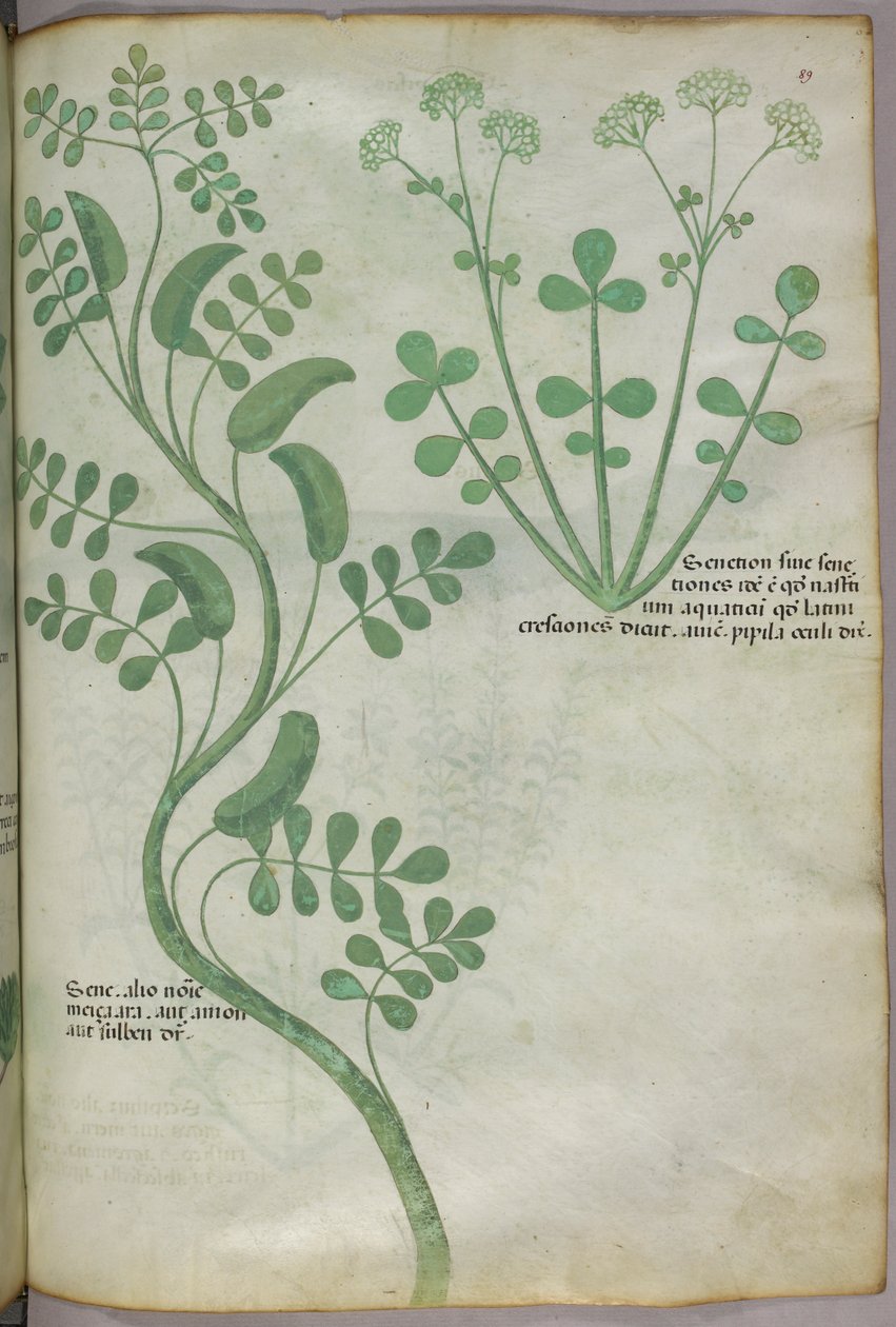 Ilustración botánica, c.1440 (tinta y color sobre vitela) de Italian School