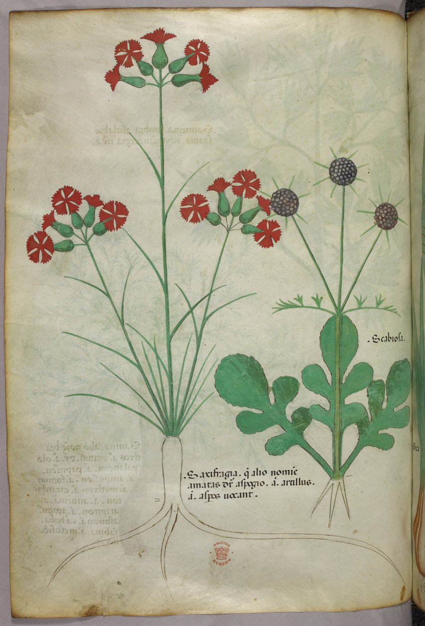 Ilustración botánica, c.1440 (tinta y color sobre vitela) de Italian School