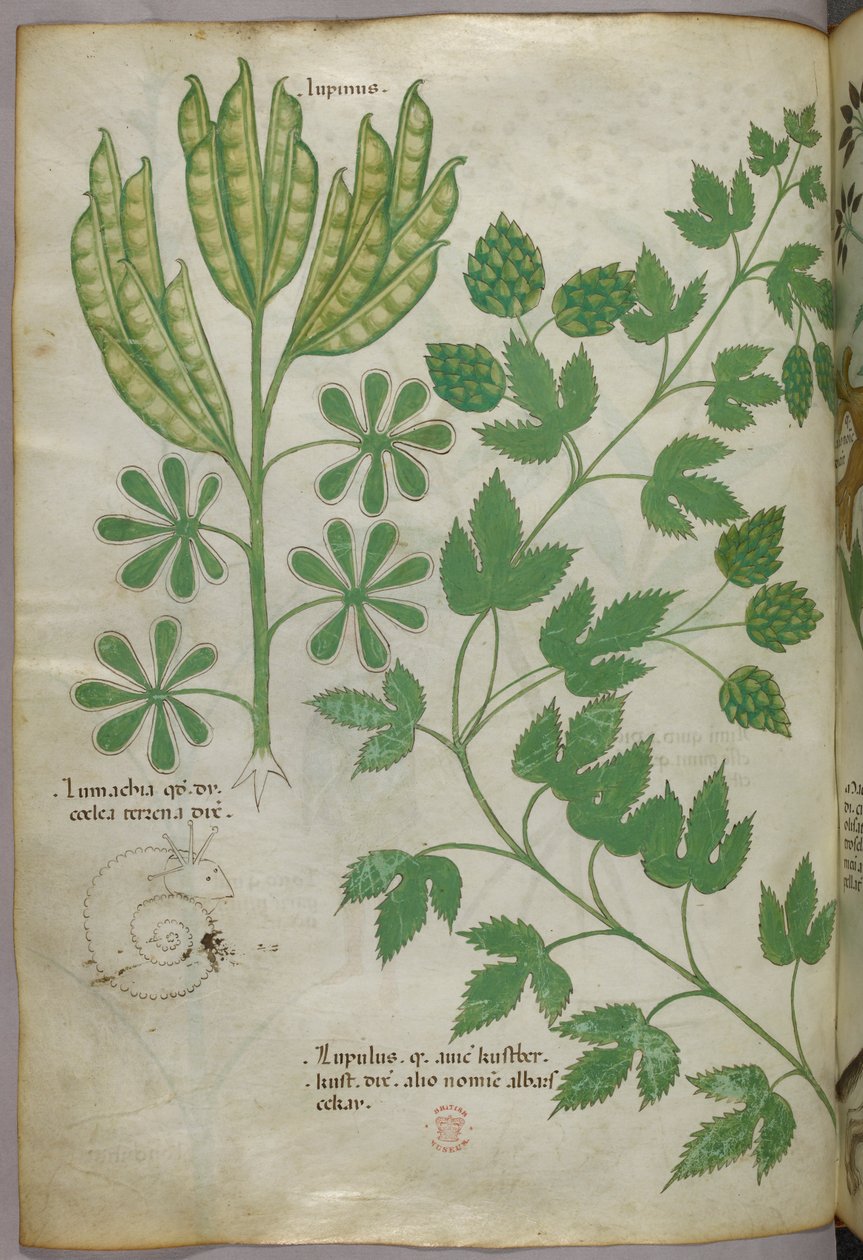 Ilustración botánica, c.1440 (tinta y color sobre vitela) de Italian School