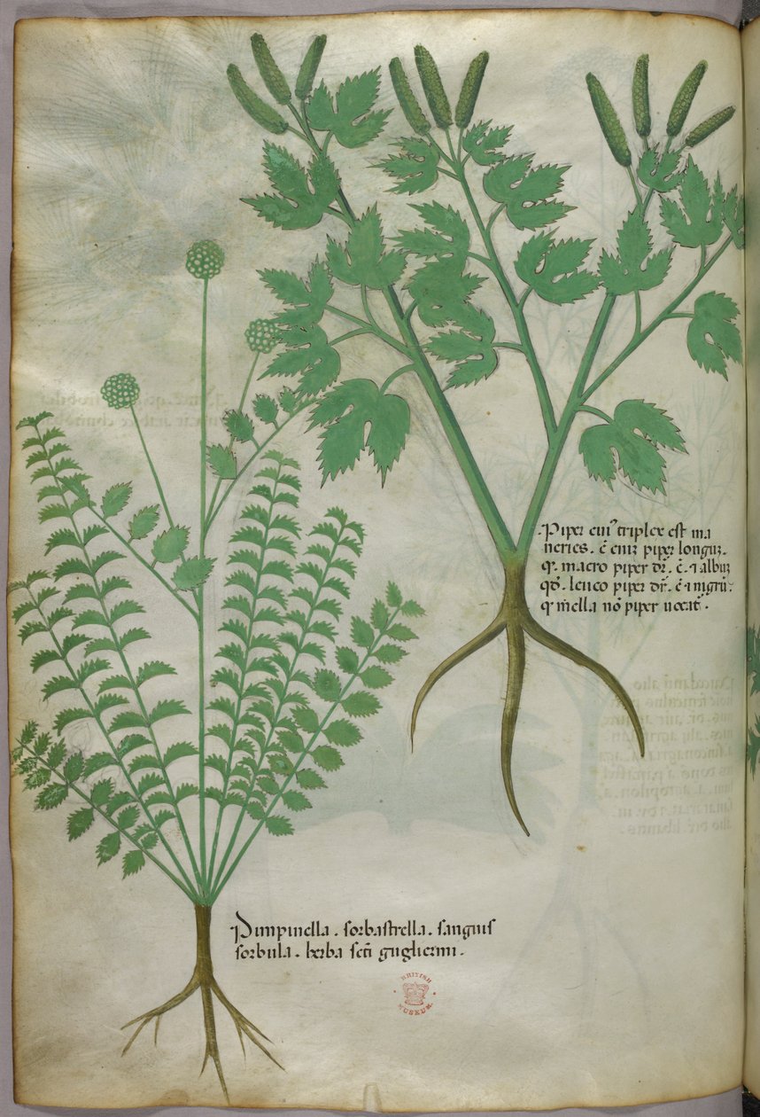 Ilustración botánica, c.1440 (tinta y color sobre vitela) de Italian School