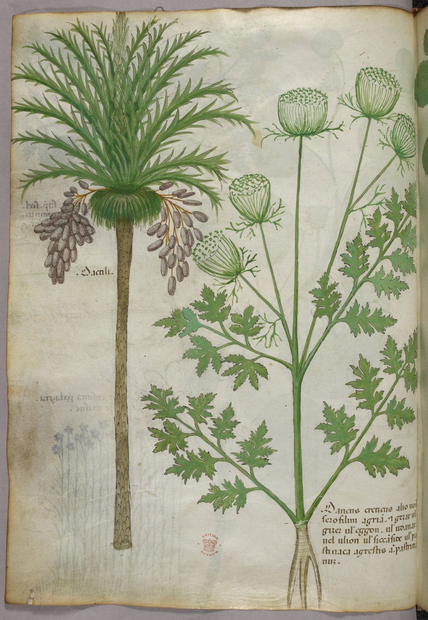 Ilustración botánica, c.1440 (tinta y color sobre vitela) de Italian School