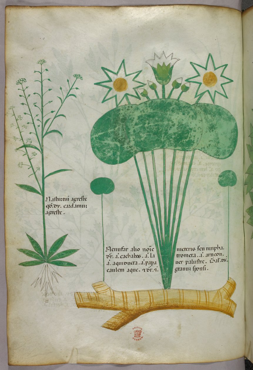 Ilustración botánica, c.1440 (tinta y color sobre vitela) de Italian School