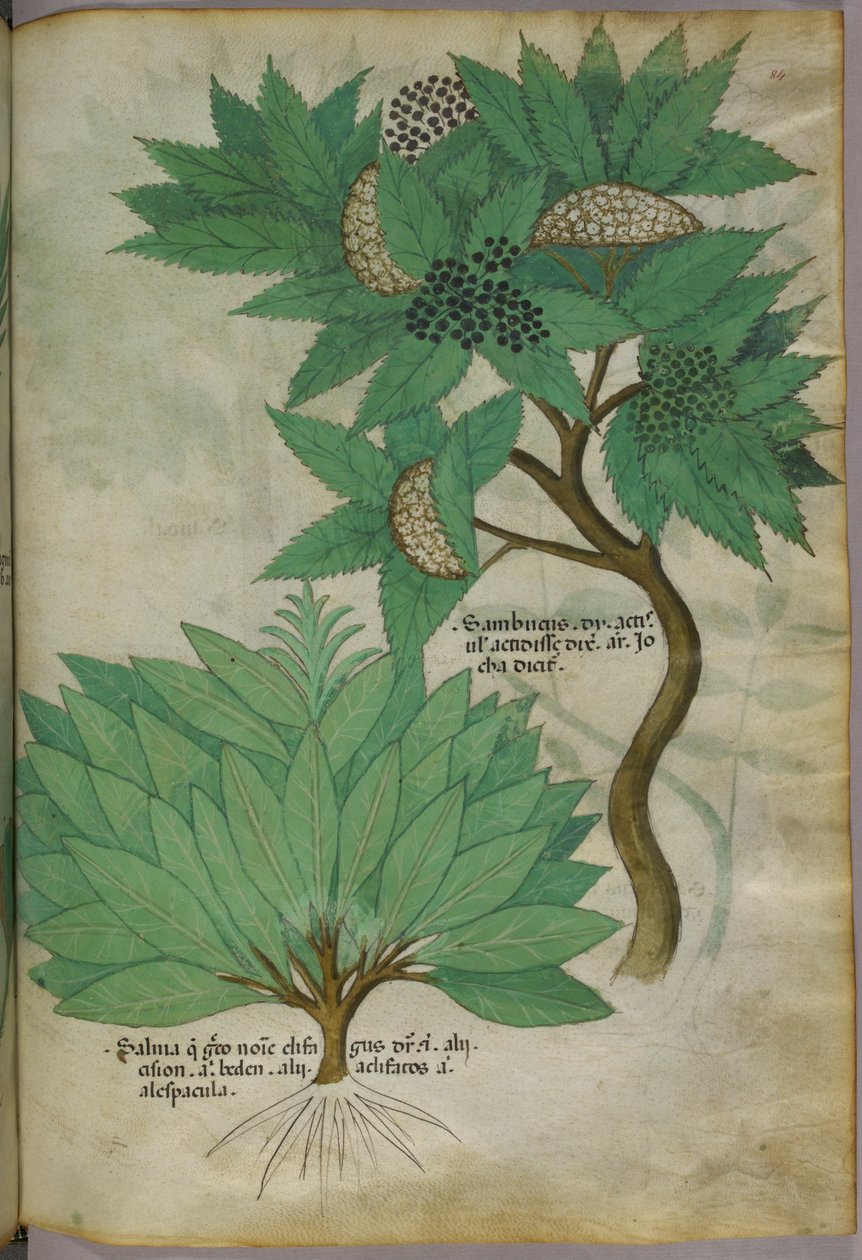 Ilustración botánica, c.1440 (tinta y color sobre vitela) de Italian School