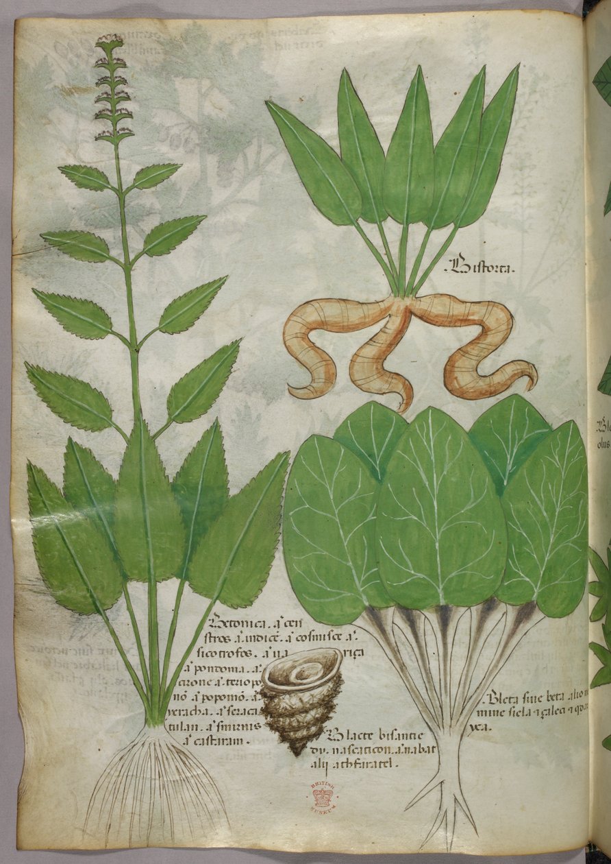 Ilustración botánica, c.1440 (tinta y color sobre vitela) de Italian School