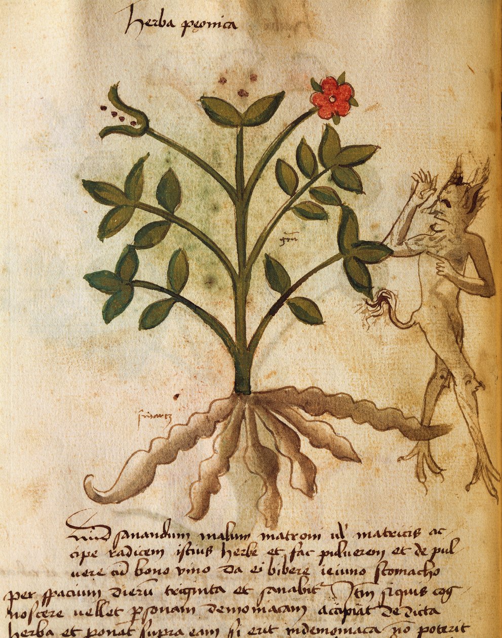 Herba Peonica de Italian School