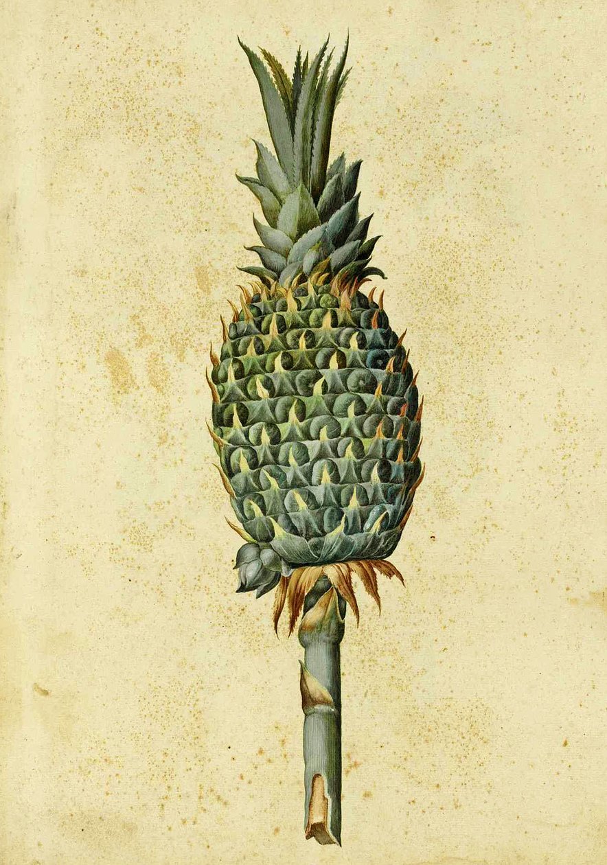 Piña por Ulisse Aldrovandi de Italian School