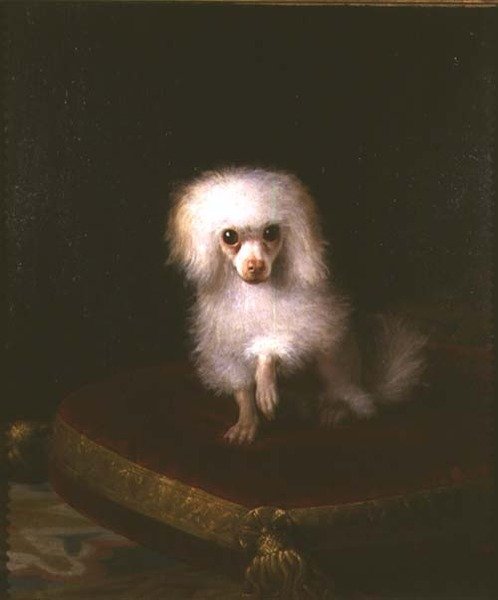 Caniche en un cojín de Italian School