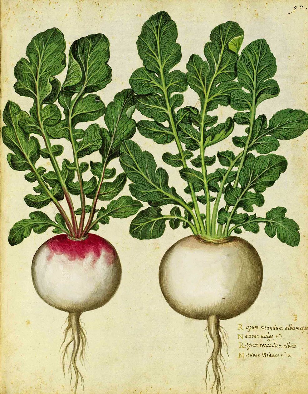 Nabo por Ulisse Aldrovandi de Italian School