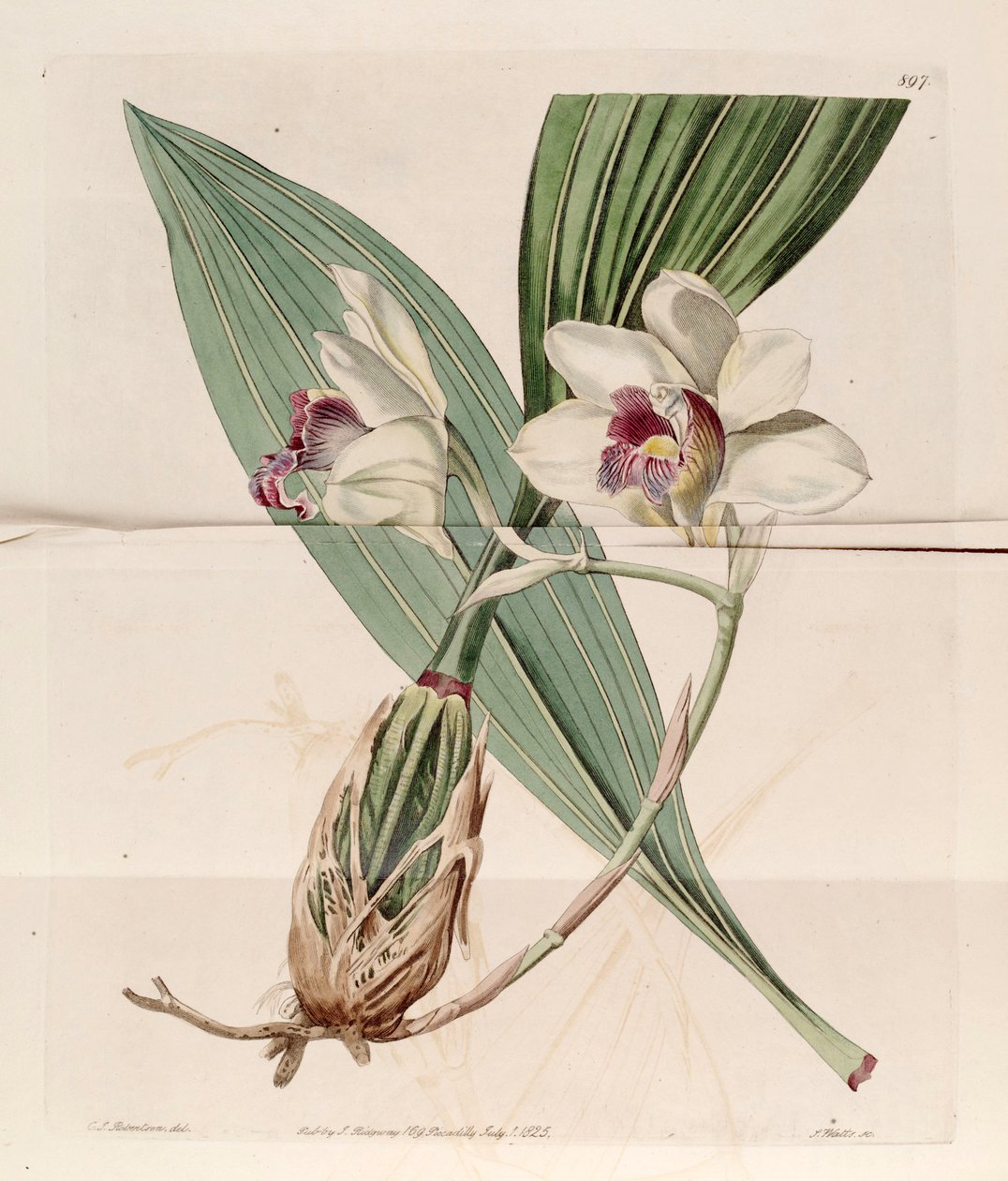 Ilustración de Bifrenaria harrisoniae (como sin. Maxillaria harrisoniae) de J. C. Robertson