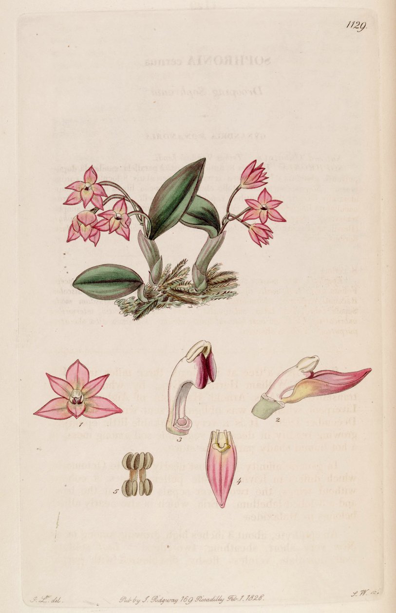 Ilustración de Sophronitis cernua (como sin. Sophronia cernua) de J. L.