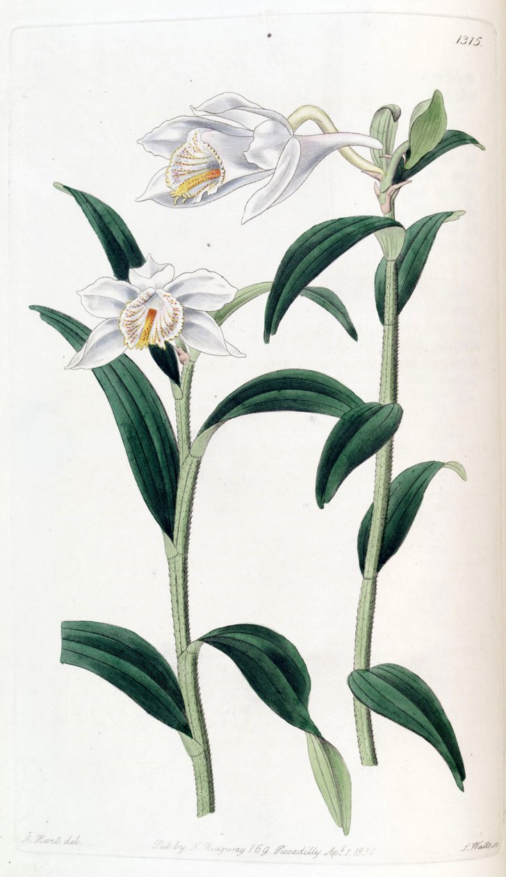 Dendrobium longicornu de Jams  Watts