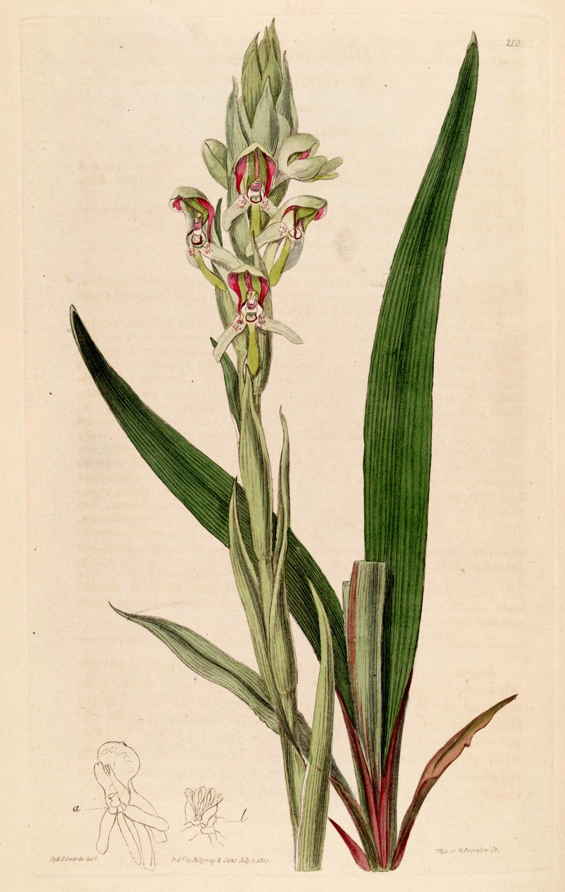 Ilustración de Disa cernua (como sin. Disa prasinata) de Jams  Watts