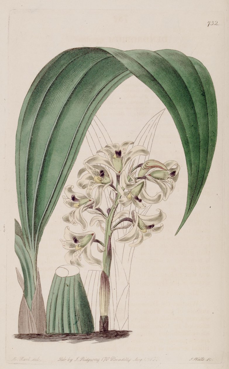 Ilustración de Xylobium squalens (como sin. Dendrobium squalens) de Jams  Watts