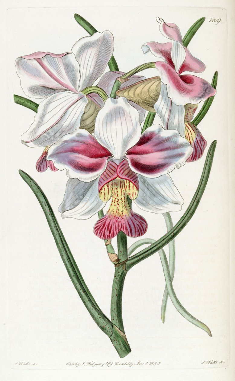 Papilionanthe teres (como sin. Vanda teres) de Jams  Watts