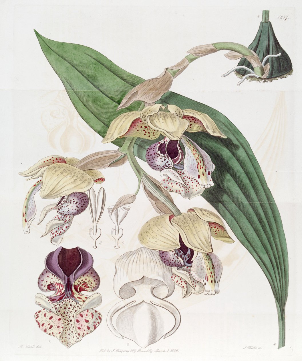 Stanhopea insignis de Jams  Watts