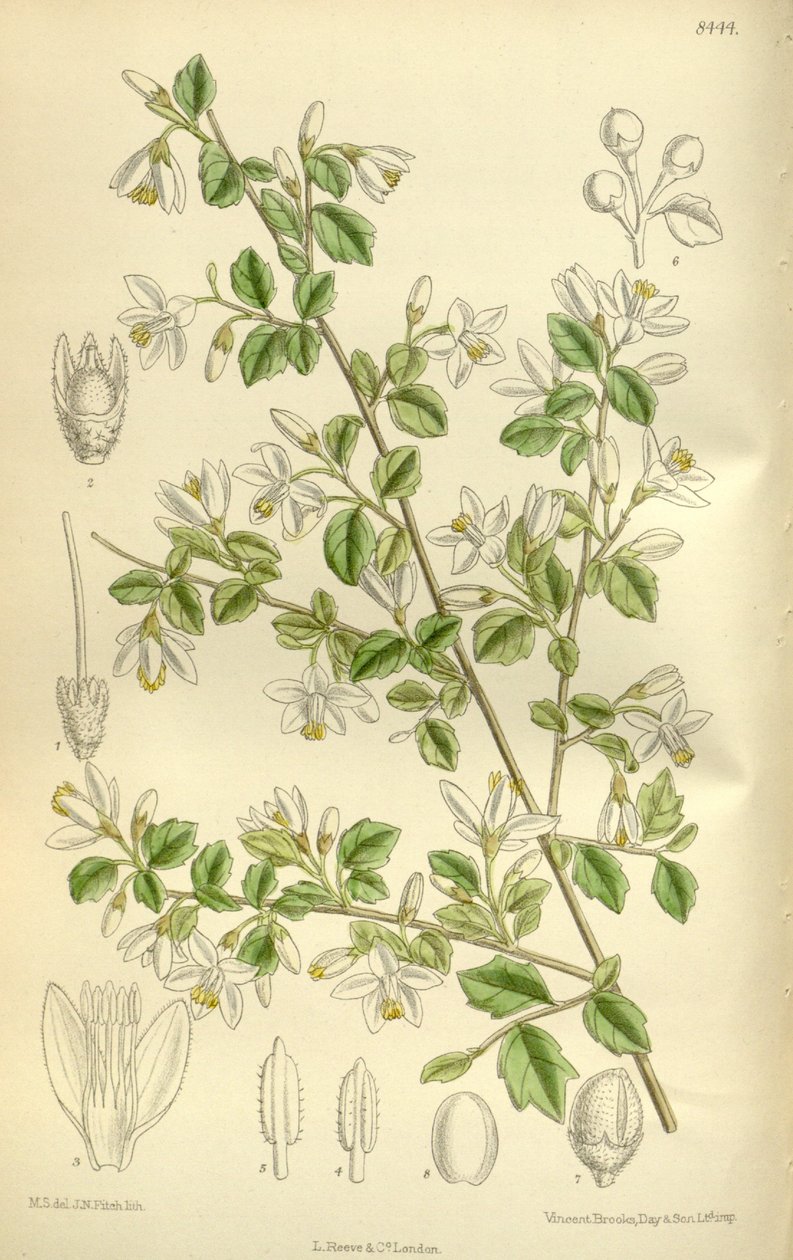 Styrax wilsonii, Styracaceae de J.N. Fitch