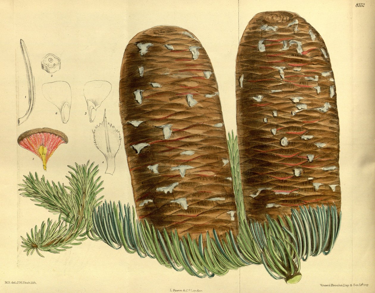 Abies magnifica, Pinaceae de J.N. Fitch