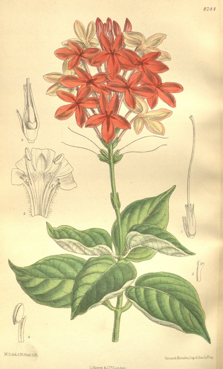 Pseuderanthemum seticalyx (= Ruspolia seticalyx), Acanthaceae de J.N. Fitch