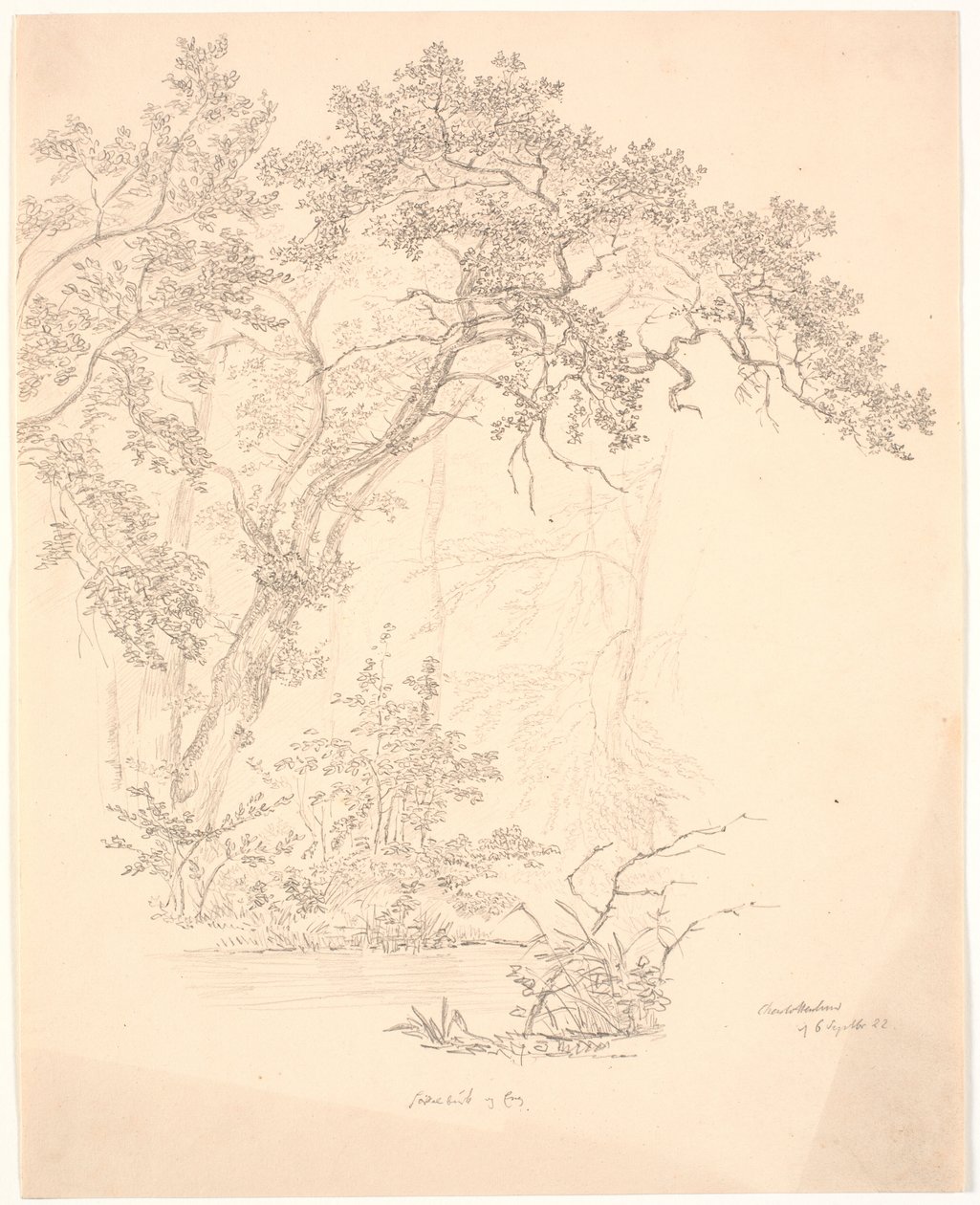 Árboles de J.P. Møller
