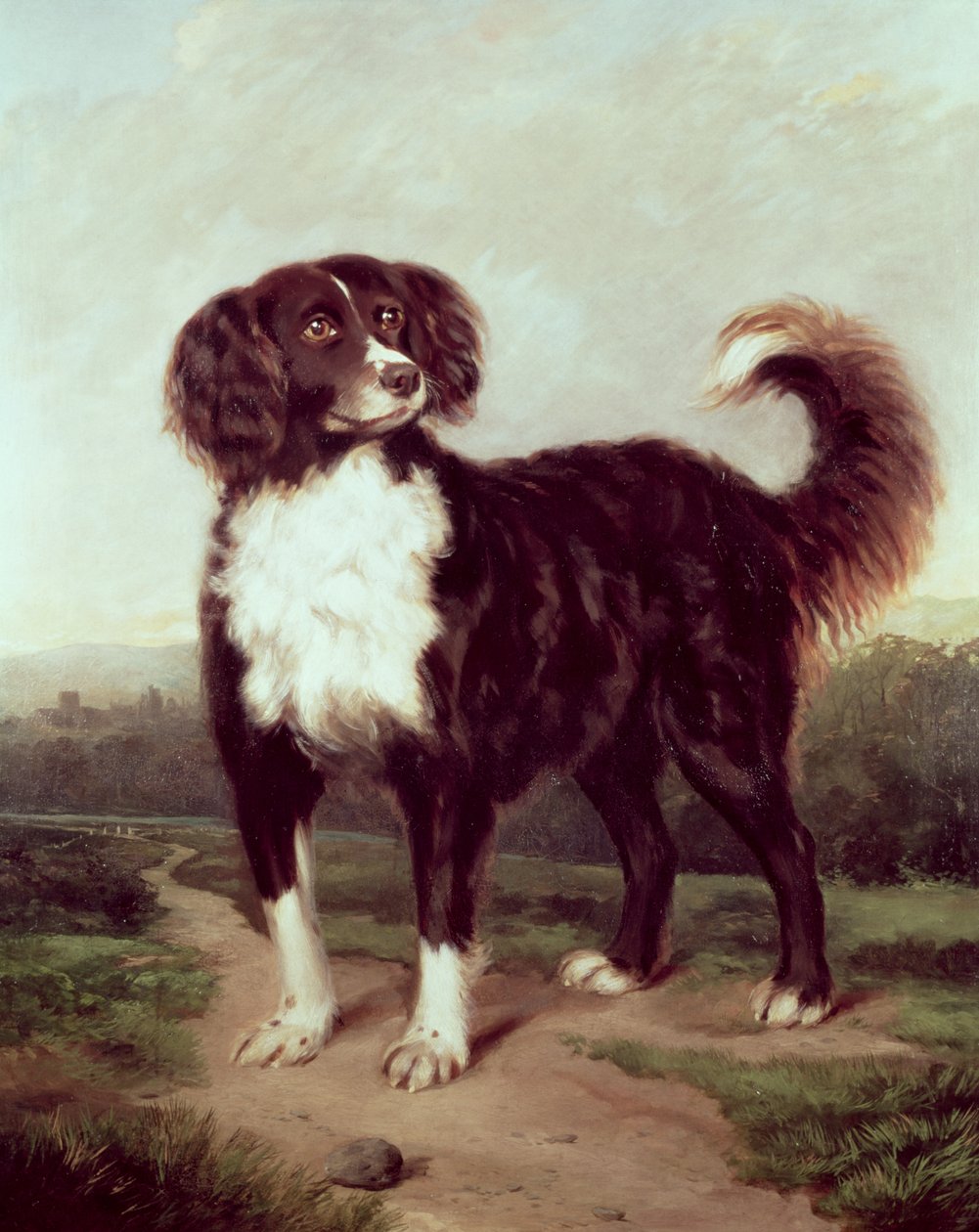 Spaniel de J.W. Morris