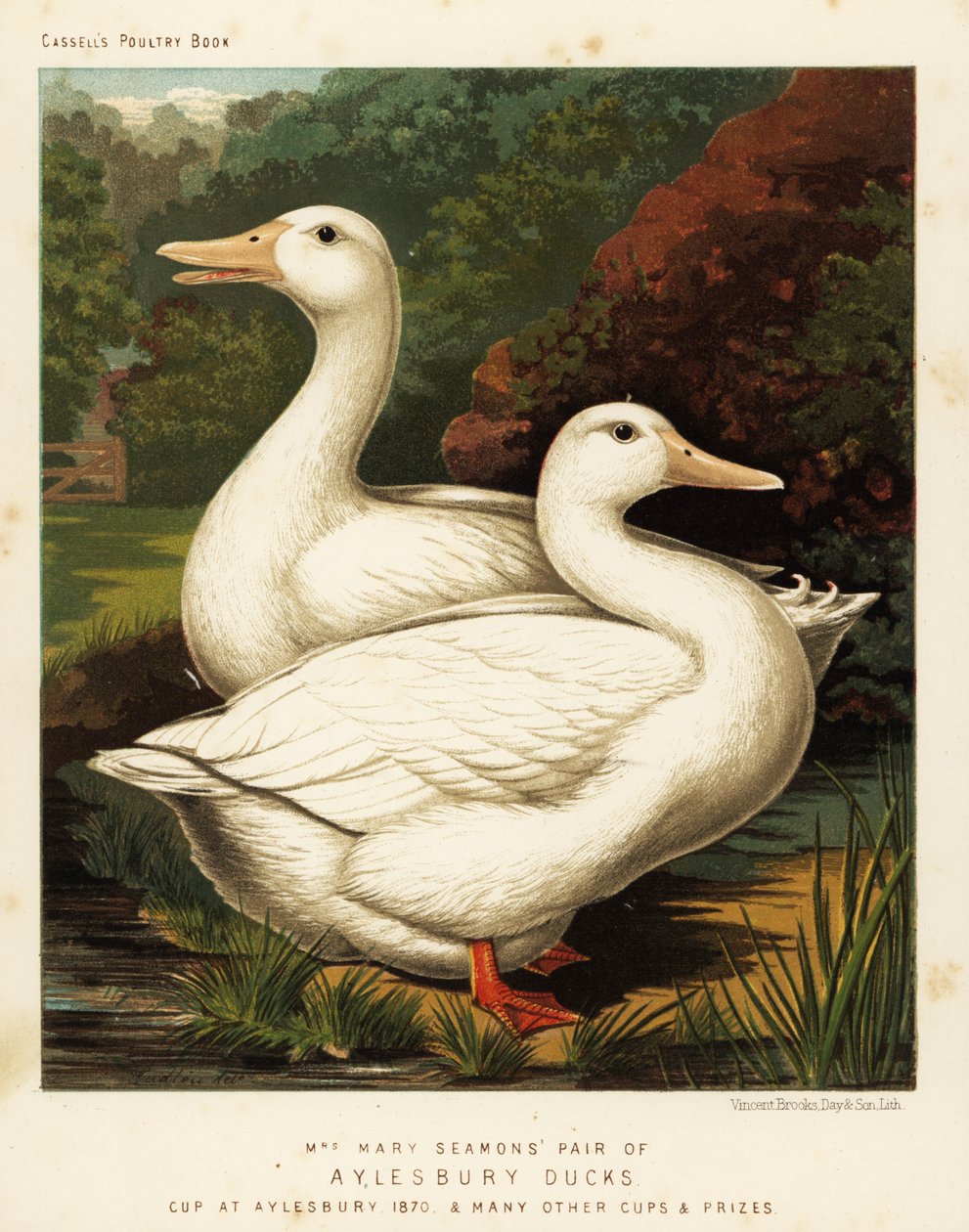 Patos de Aylesbury de J. W. (after) Ludlow