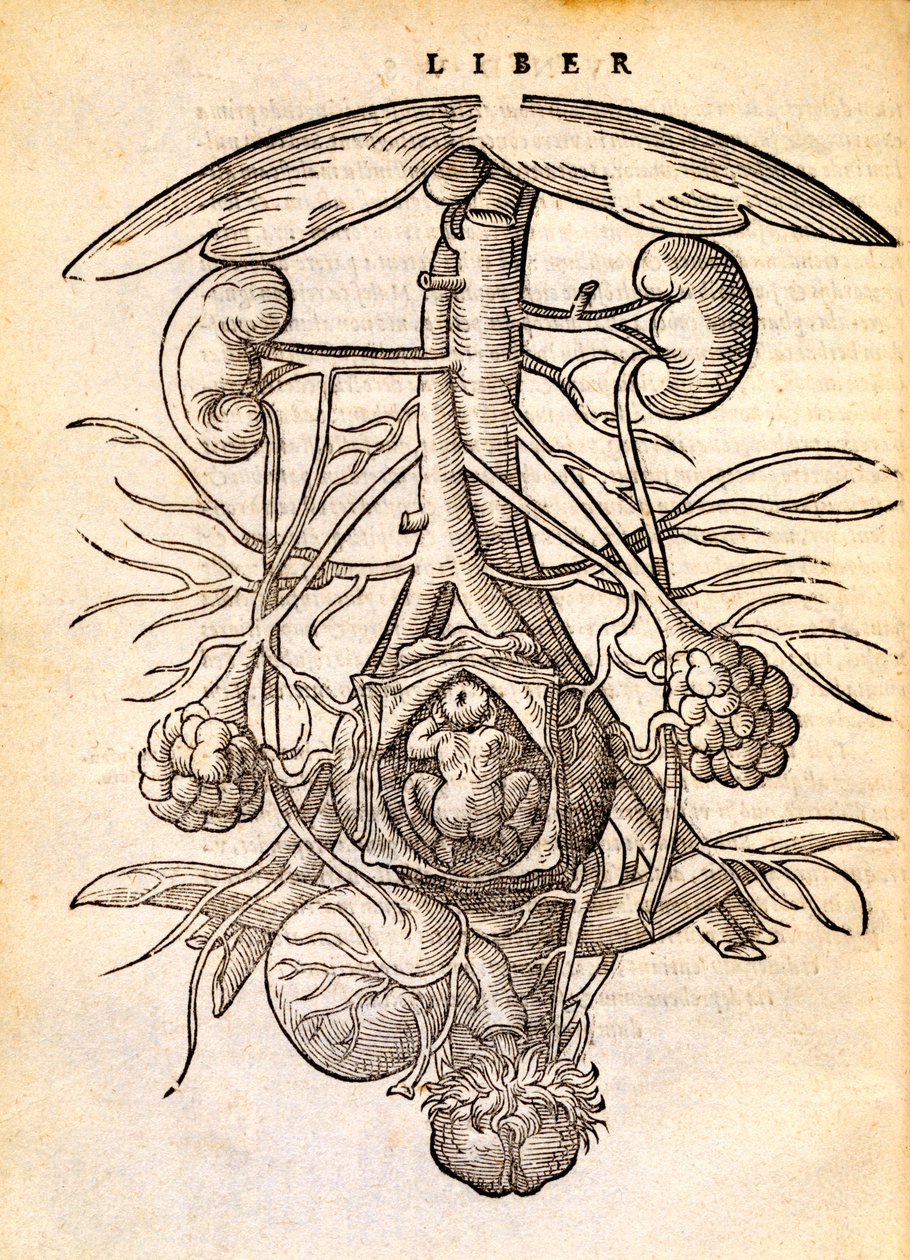 Sistema reproductivo femenino embarazado, 1554 de Jacob Rueff