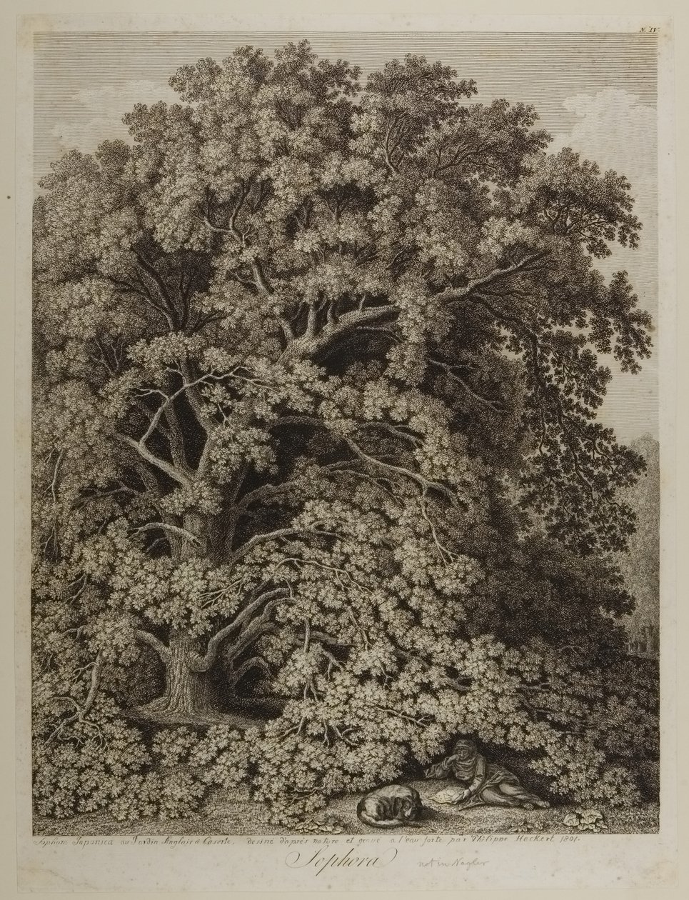 Sophora de Jacob Philippe Hackert