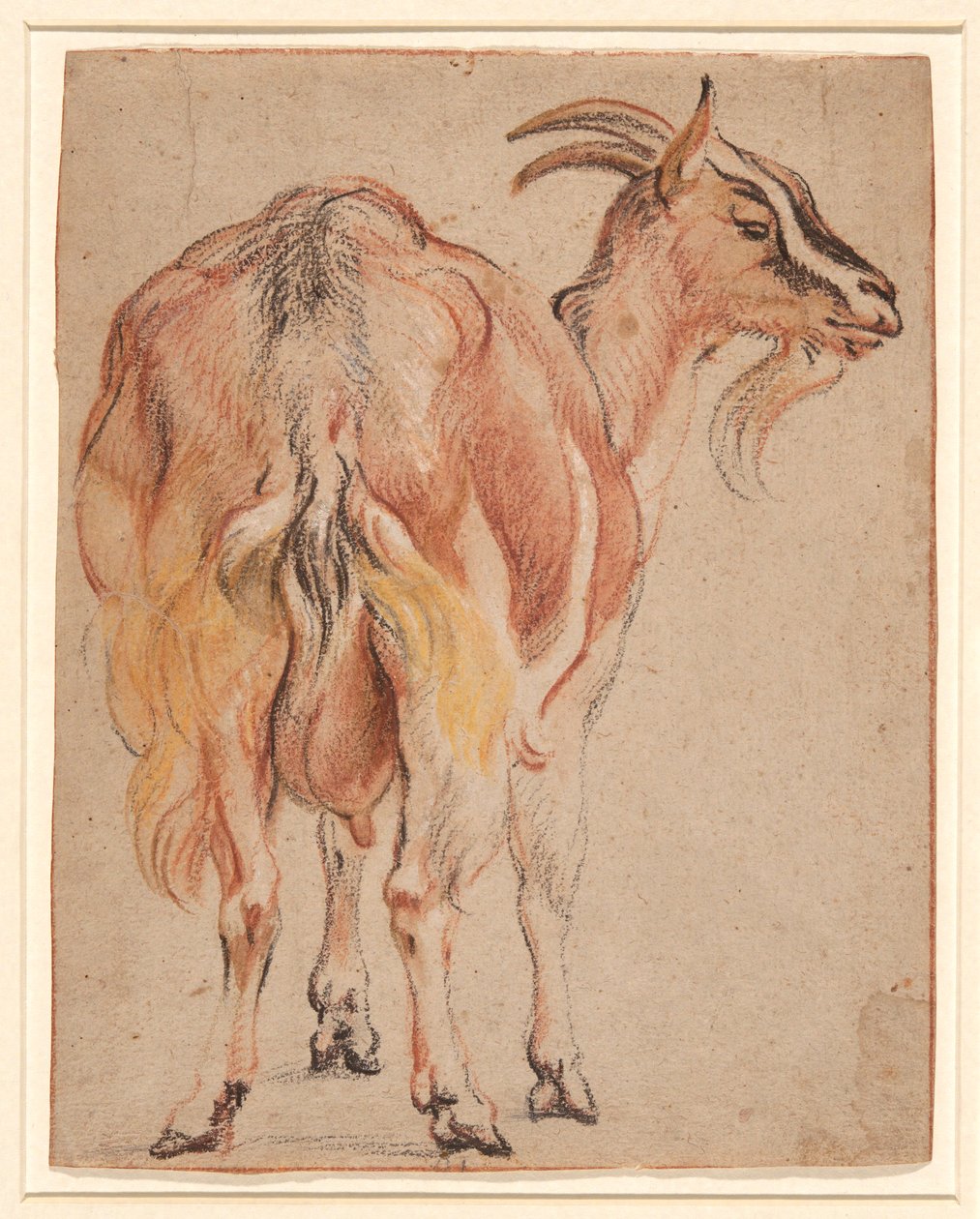Cabra de Jacob Jordaens