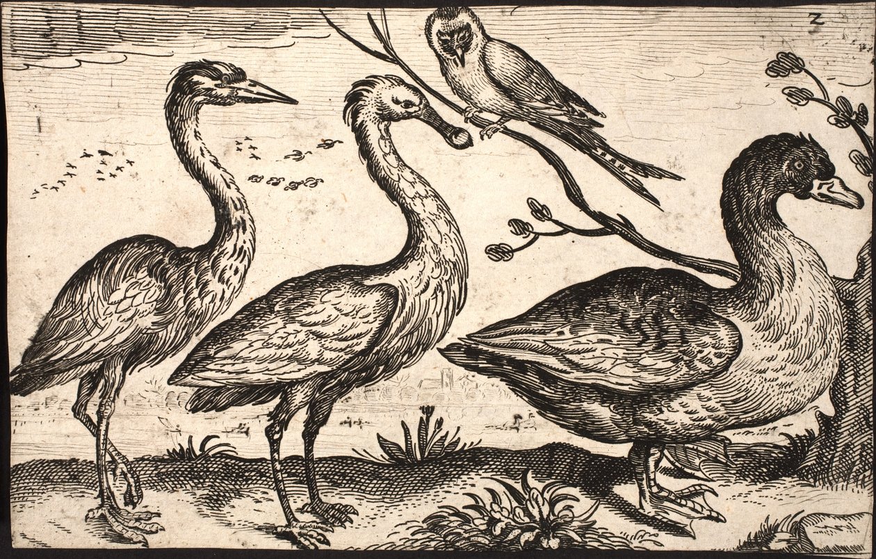 Garza, espátula, pájaro y ganso de Jacob Matham