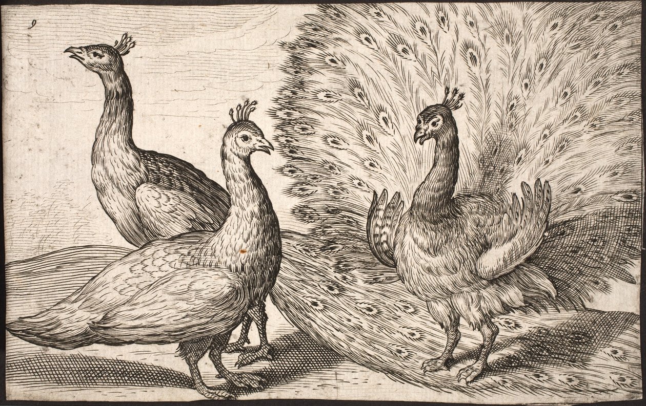 Tres pavos reales de Jacob Matham