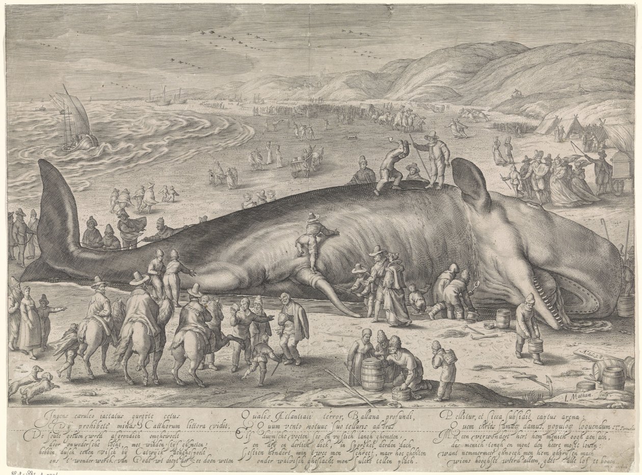 Ballena varada en Berckhey, 1598 de Jacob Matham