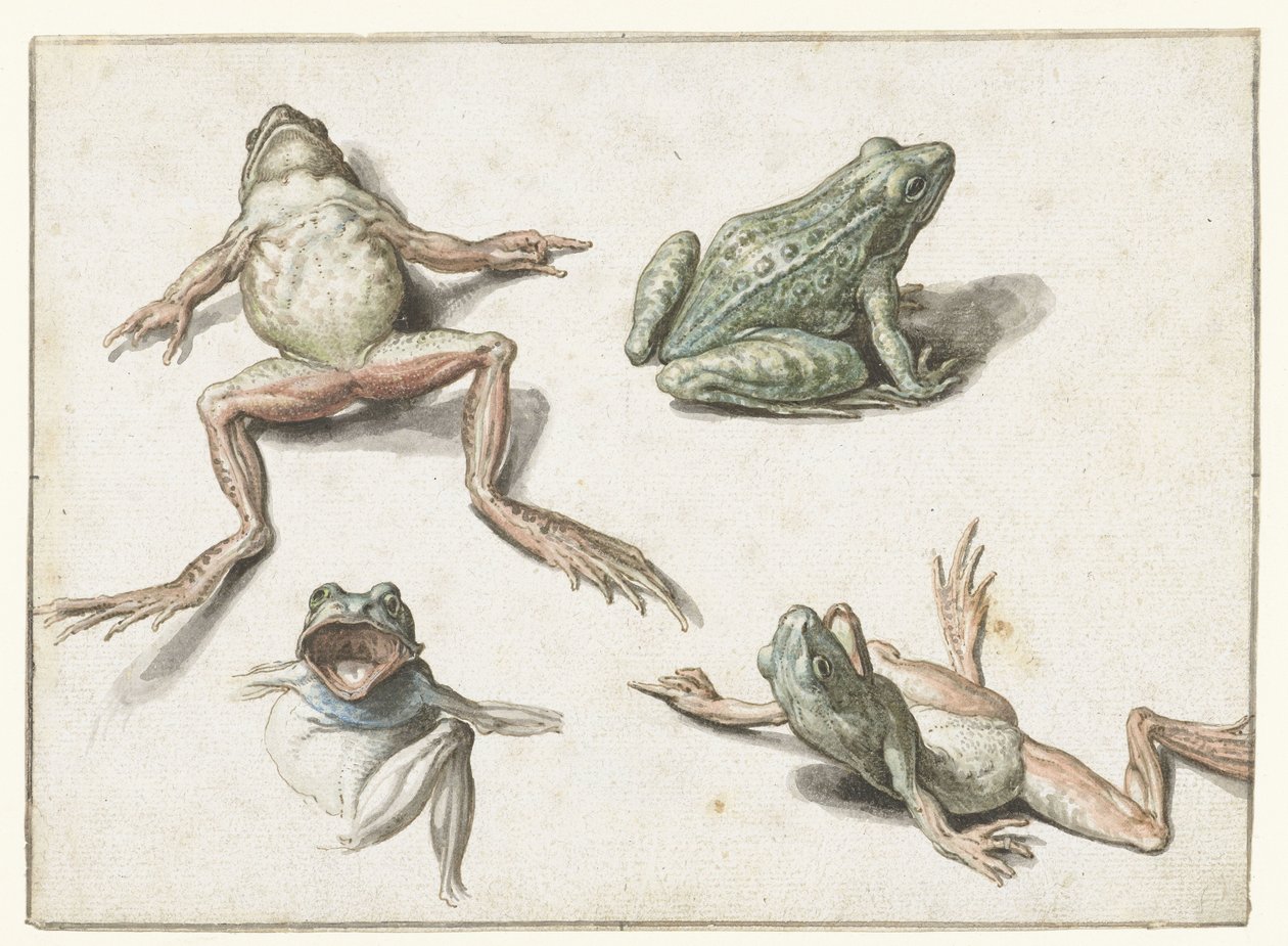 Cuatro estudios de una rana de Jacob de Gheyn (II)