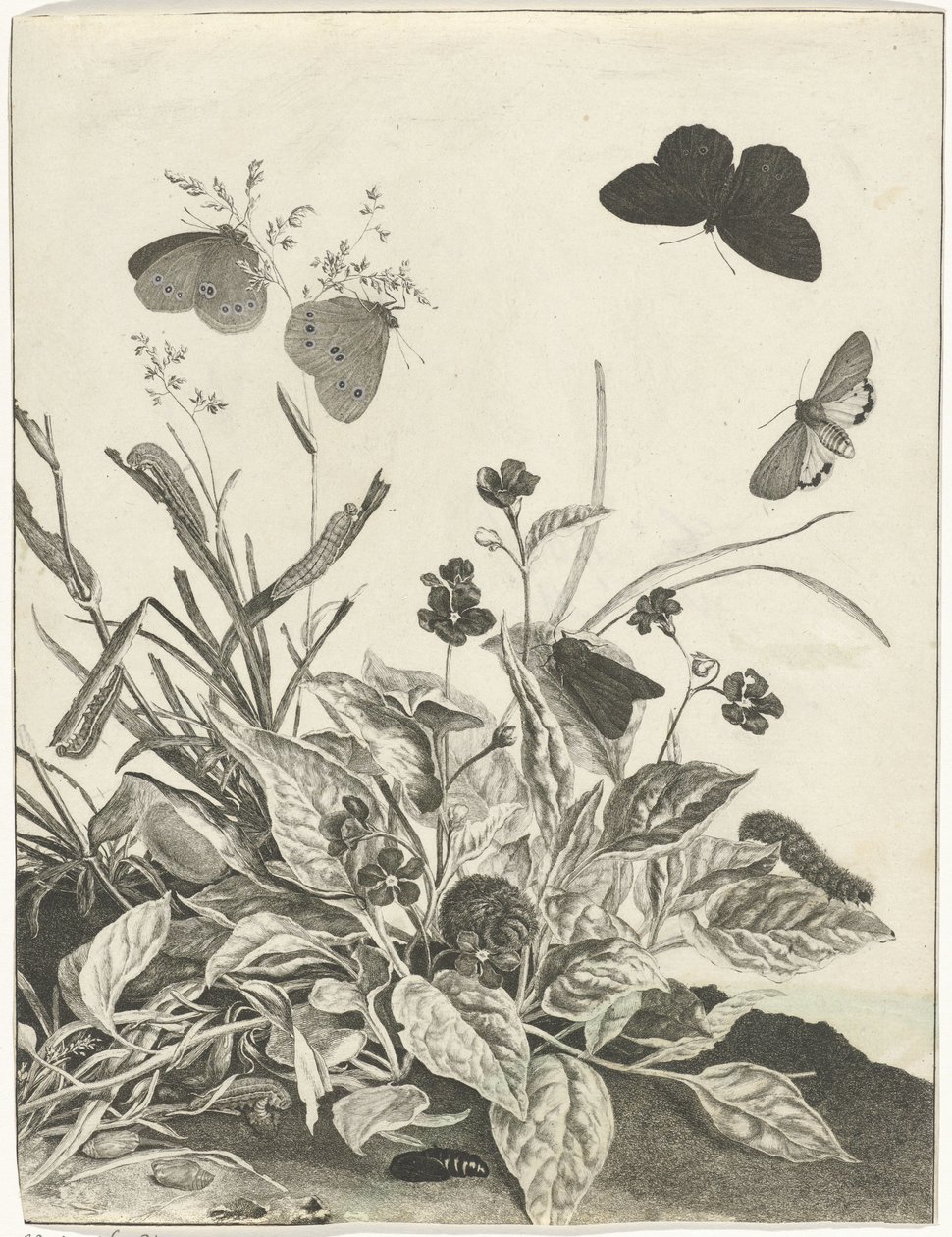 Plantas con mariposas y orugas de Jacob l