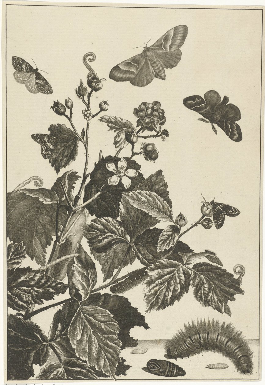 Rosa salvaje con orugas y mariposas de Jacob l